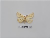 藏品(尺蛾290)的圖片